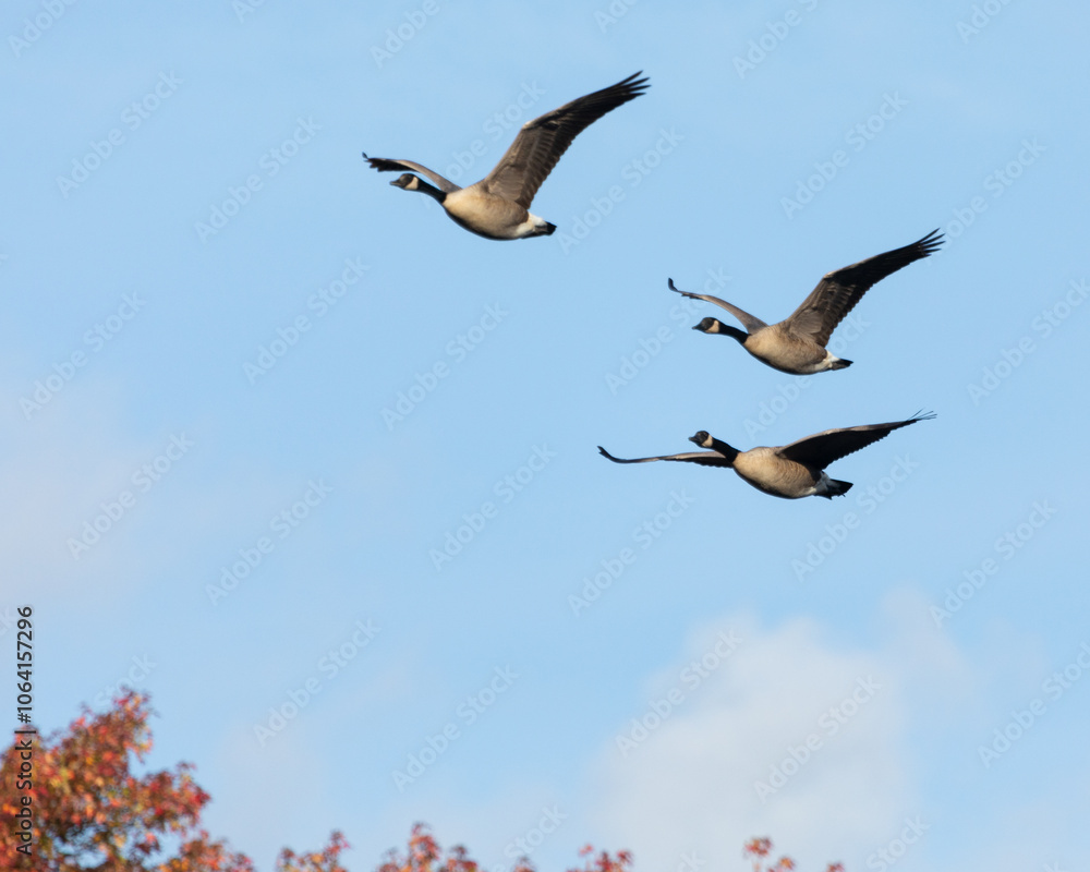 Obraz premium Three Canada geese fly over a blue sky during fall. The beautiful fall foliage in the autumn trees can be seen beneath them.