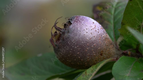 Medlar in natural ambient, ripening (Mespilus germanica) - (4K) photo