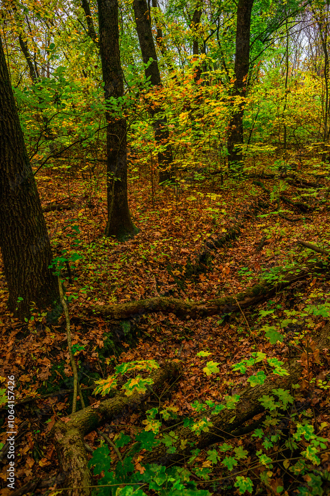 Autumn forest with green and yellow trees,october forest landscape.Fallen trees in the frame.Green colors.Mystery woodlands.Maple trees and leaves.Morning landscape.Camping in the forest Autumn forest with green and yellow trees,october forest landscape.Fallen trees in the frame.Green colors.Mystery woodlands.Maple trees and leaves.Morning landscape.Camping in the forest