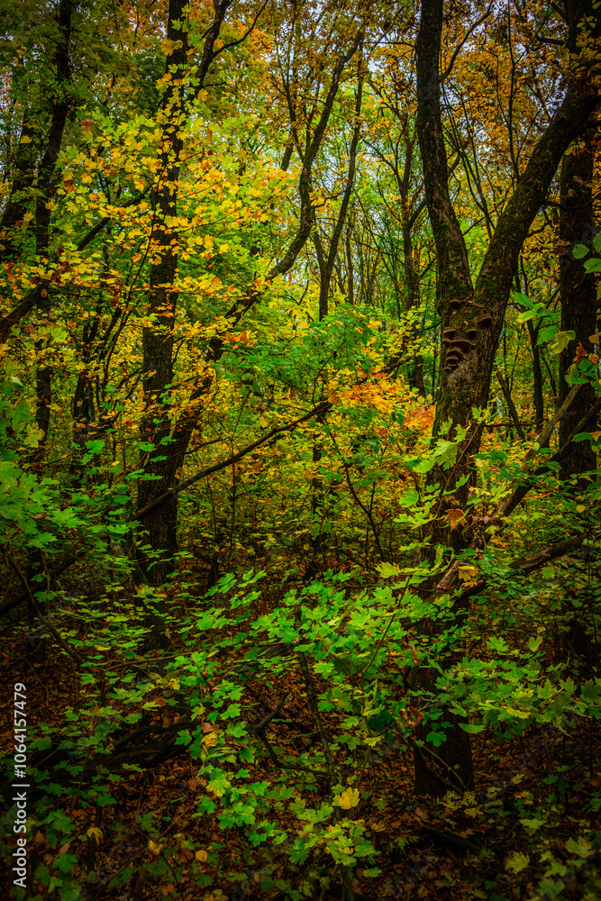 Autumn forest with green and yellow trees,october forest landscape.Fallen trees in the frame.Green colors.Mystery woodlands.Maple trees and leaves.Morning landscape.Camping in the forest Autumn forest with green and yellow trees,october forest landscape.Fallen trees in the frame.Green colors.Mystery woodlands.Maple trees and leaves.Morning landscape.Camping in the forest