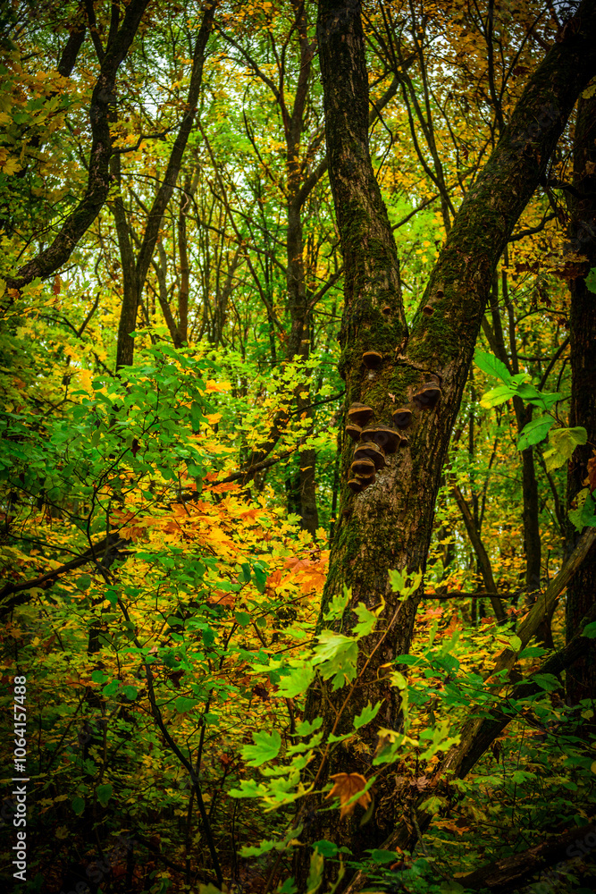 Autumn forest with green and yellow trees,october forest landscape.Fallen trees in the frame.Green colors.Mystery woodlands.Maple trees and leaves.Morning landscape.Camping in the forest Autumn forest with green and yellow trees,october forest landscape.Fallen trees in the frame.Green colors.Mystery woodlands.Maple trees and leaves.Morning landscape.Camping in the forest