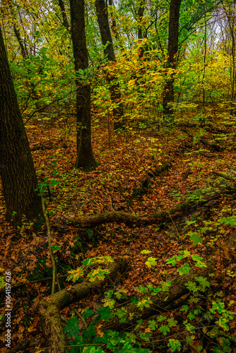 Autumn forest with green and yellow trees,october forest landscape.Fallen trees in the frame.Green colors.Mystery woodlands.Maple trees and leaves.Morning landscape.Camping in the forest