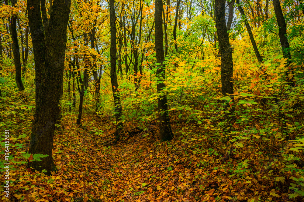 Autumn forest with green and yellow trees,october forest landscape.Fallen trees in the frame.Green colors.Mystery woodlands.Maple trees and leaves.Morning landscape.Camping in the forest Autumn forest with green and yellow trees,october forest landscape.Fallen trees in the frame.Green colors.Mystery woodlands.Maple trees and leaves.Morning landscape.Camping in the forest