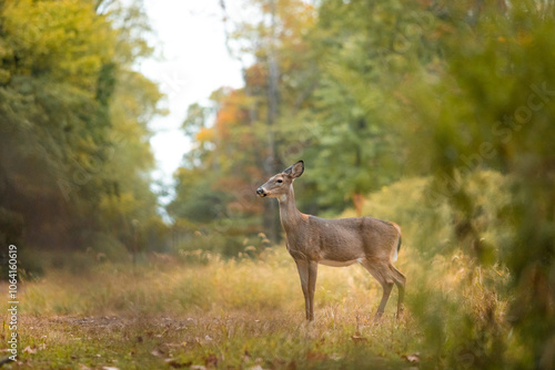 A white-tailed deer doe is seen standing in a forest clearing during autumn.