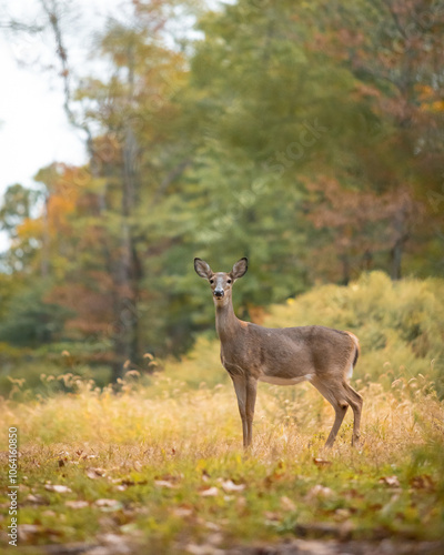 A white-tailed deer doe is seen standing in a forest clearing during autumn. She looks directly at the camera.