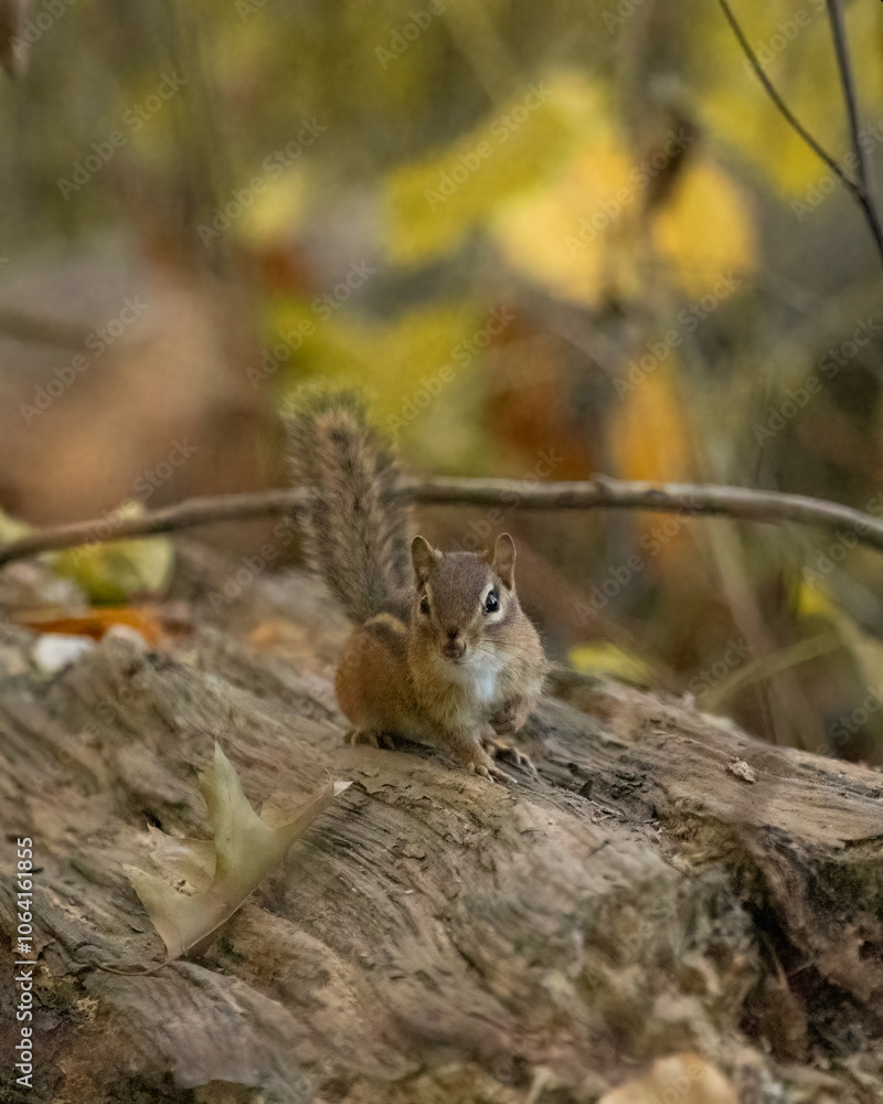 An Eastern Chipmunk sits on an old dead log in the forest during autumn. He appears to stare directly at the camera. An Eastern Chipmunk sits on an old dead log in the forest during autumn. He appears to stare directly at the camera.