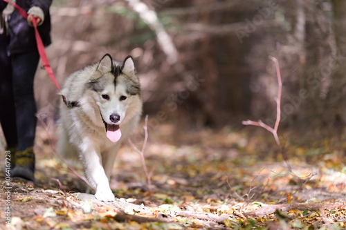 Tapety artystyczne Pies husky na smyczy podczas spaceru leśną ścieżką