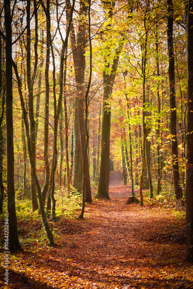 Obraz premium Herbst Wanderung Erlangen