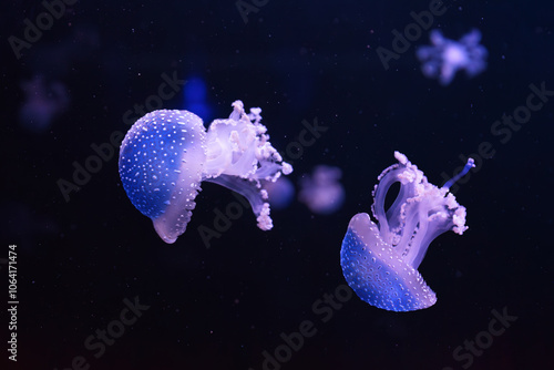 Group of fluorescent jellyfish swimming underwater aquarium pool. The spotted australian jellyfish, Phyllorhiza punctata in aquarium with blue neon light. Theriology, tourism, diving, undersea life. photo