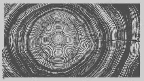 Circular detail of tree rings pattern cut wood texture. Ring pattern from a felled tree wood slab.