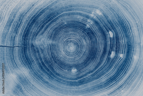 Circular detail of tree rings pattern cut wood texture. Deep blue tree ring pattern from a felled tree wood slab.