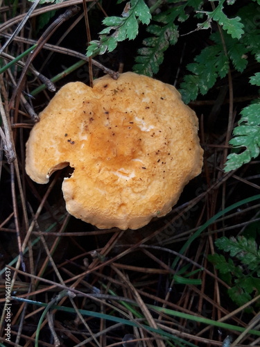mushroom in the forest