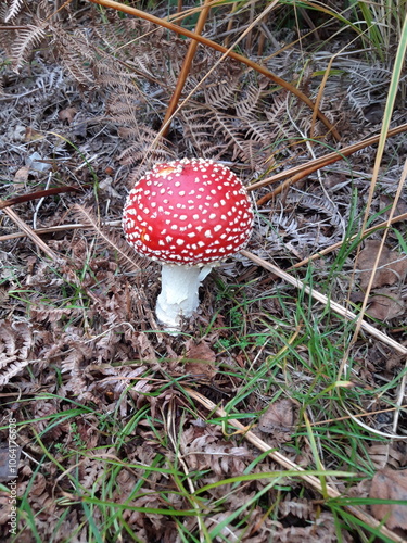 Bright red Fly Agaric poisonous mushroom photo