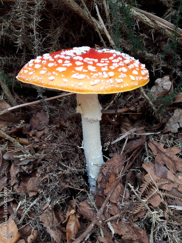 Fly Agaric mushroom
