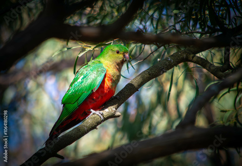 Australian King Parrot Perched on Branch photo