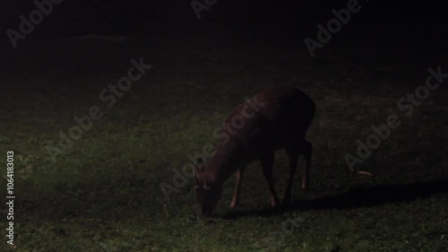 Guazuvirá eating 2