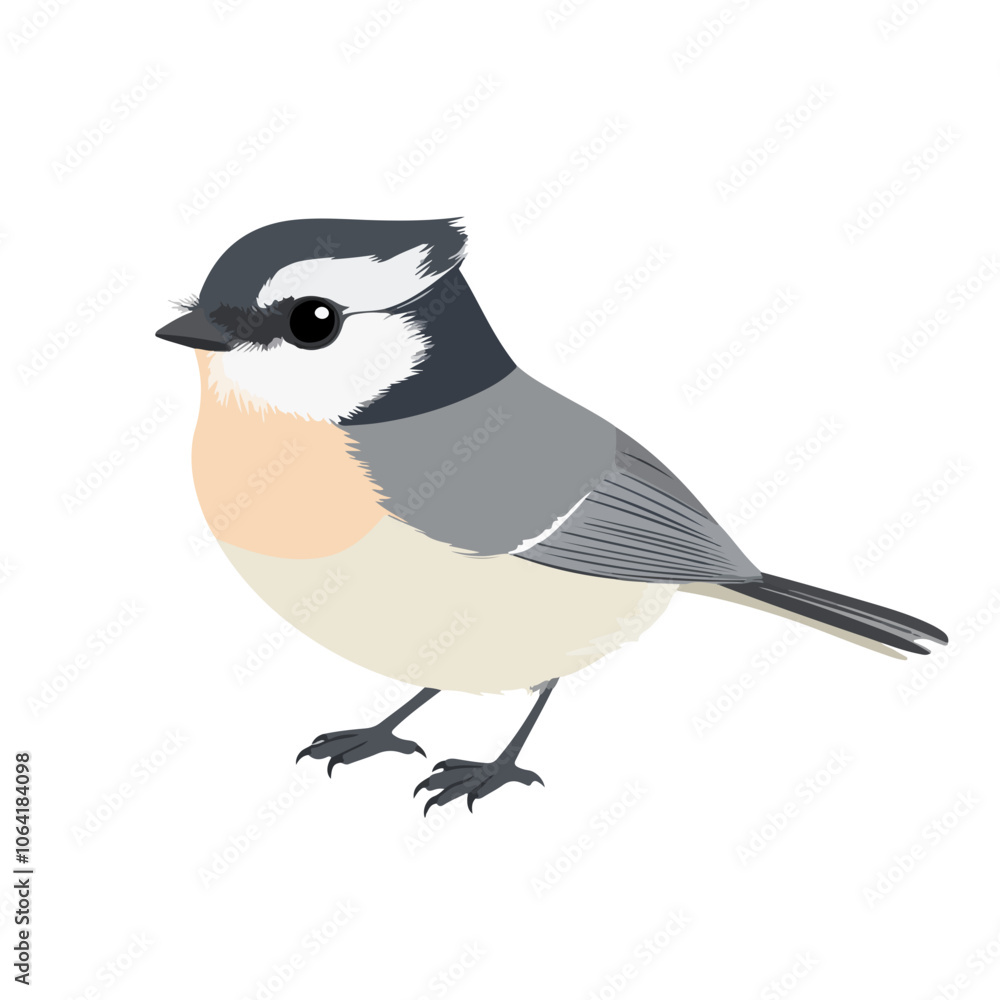 Obraz premium Tufted Titmouse Vector SVG, Tufted Titmouse illustration , Animal Vector 
