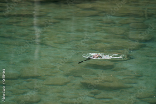 Ray Swimming in Clear Water