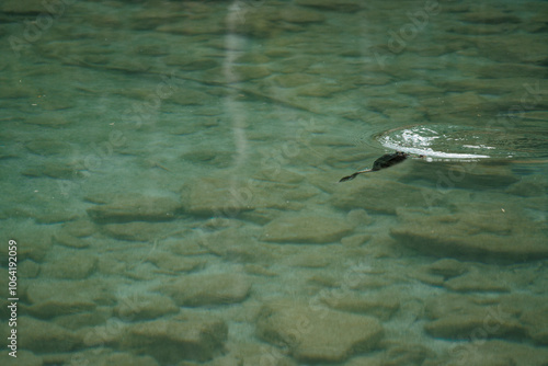 Underwater Scene with Fish and Rocks