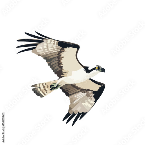 Beautiful bird osprey vector art illustration