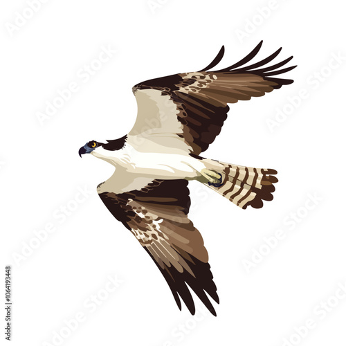 Beautiful bird osprey vector art illustration