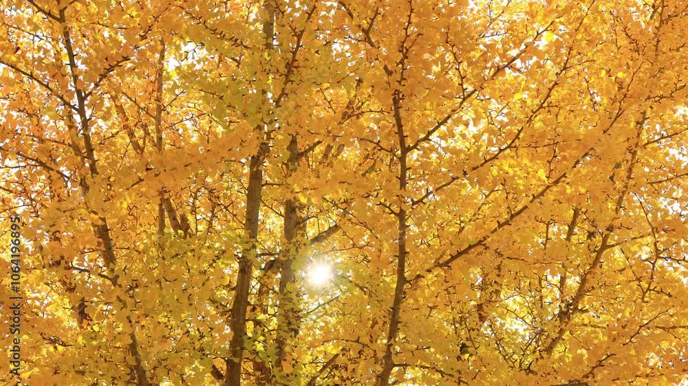 autumn tree and sunlight in the park autumn tree and sunlight in the park