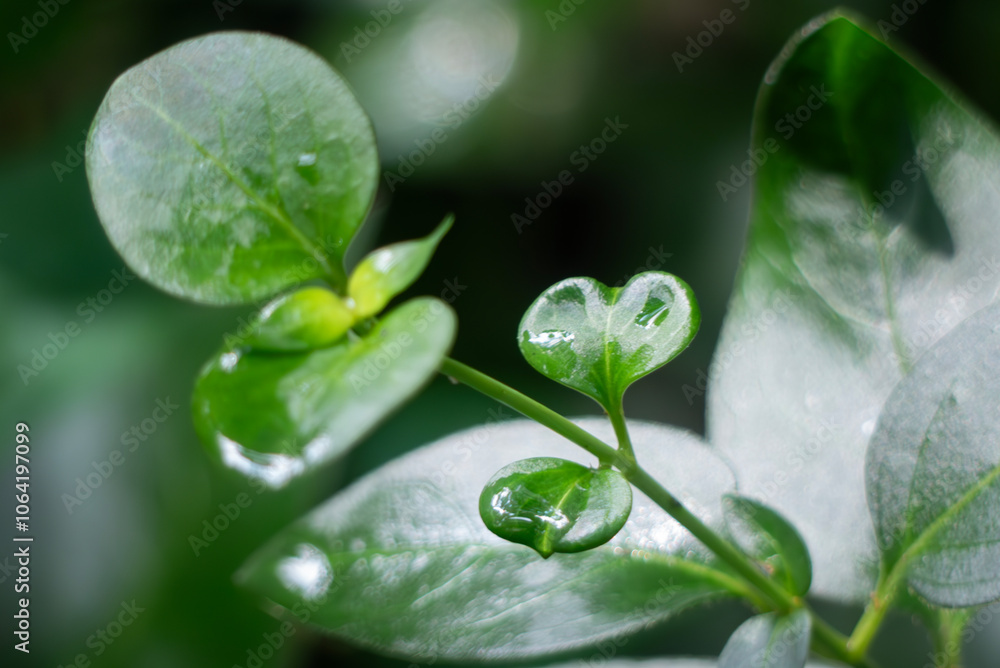 雨上がりの葉っぱのしずくがみずみずしい 雨上がりの葉っぱのしずくがみずみずしい