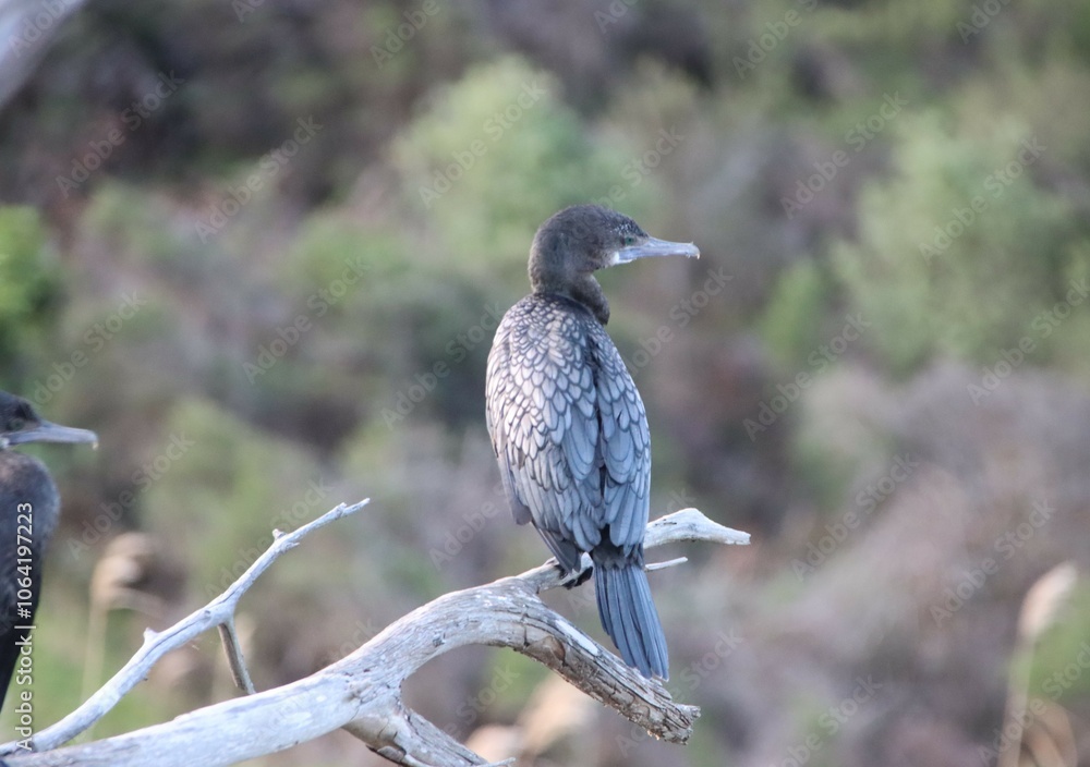 Fototapeta premium Little Black Cormorant (Phalacrocorax sulcirostris), Kennett River, Great Ocean Road, Victoria, Australia.