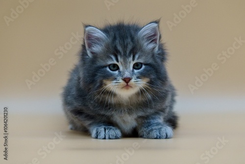 Siberian kitten on colored backgrounds