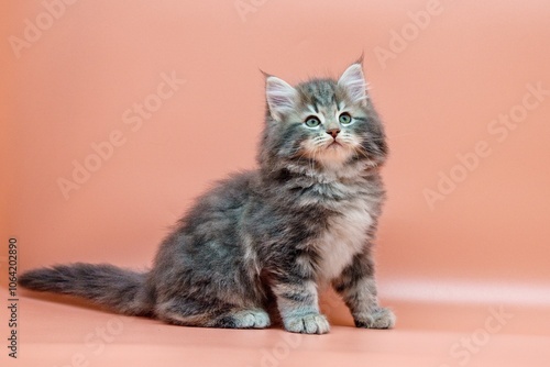 Siberian kitten on colored backgrounds