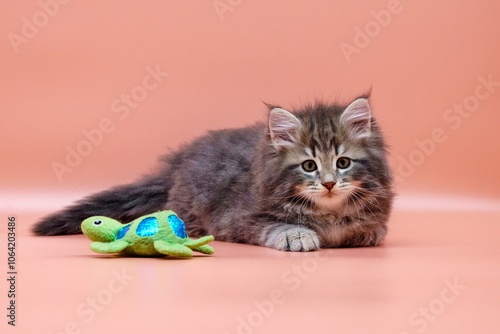 Siberian kitten on colored backgrounds