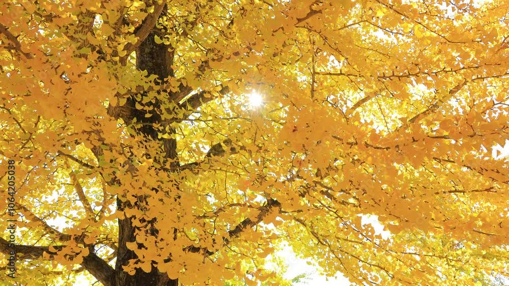 autumn tree and sunlight in the park autumn tree and sunlight in the park