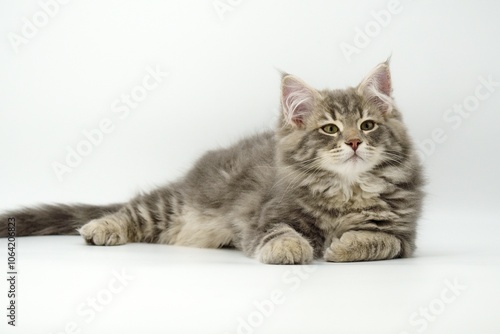 Siberian kitten on colored backgrounds