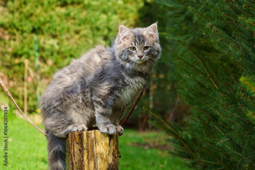 Blue tabby kitten exploring outdoors Blue tabby kitten exploring outdoors