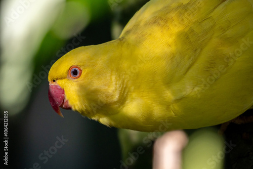 Yellow Ring-Necked Parakeet photo