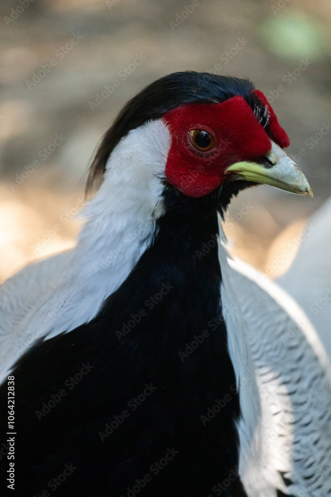 Portrait of a Silver Pheasant Portrait of a Silver Pheasant