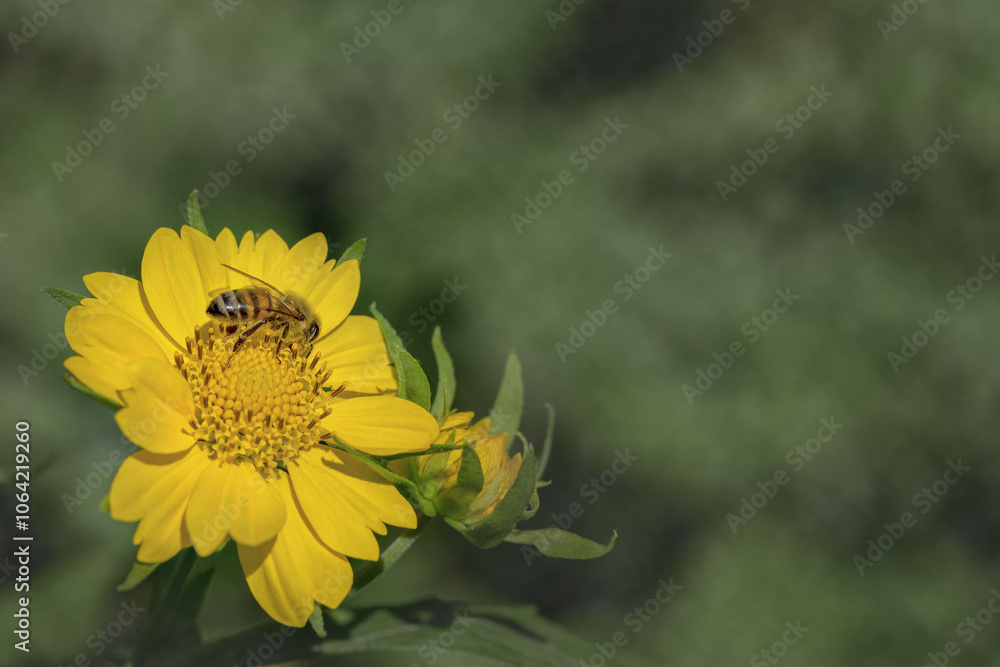 Honey Bee Apis Mellifera gathering pollen on a yellow sunflower green background copy space. Honey Bee Apis Mellifera gathering pollen on a yellow sunflower green background copy space.
