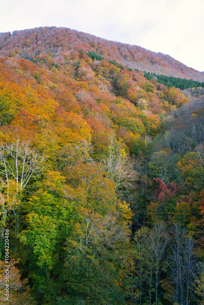 Akita,Japan - October 29, 2024: Beautiful leaves around Oyu Tunnel in autumn in Akita, Japan Akita,Japan - October 29, 2024: Beautiful leaves around Oyu Tunnel in autumn in Akita, Japan