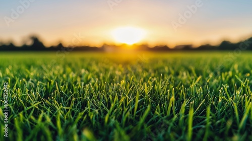 Glowing Sunset Over Green Grass Field