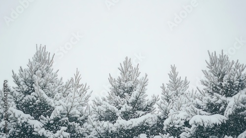 Snow-Covered Evergreen Trees Against a Cloudy Sky