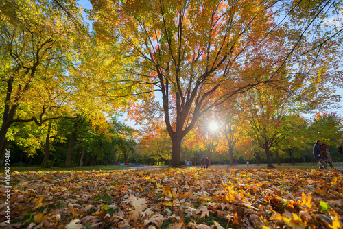 Autumn at Parc Angrignon, Quebec, Canada photo