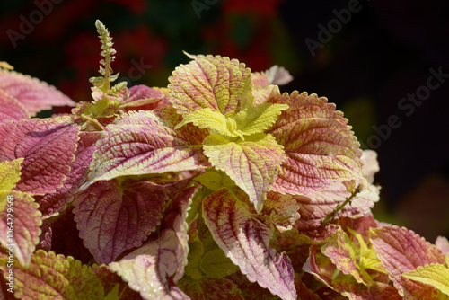 コリウス　葉模様