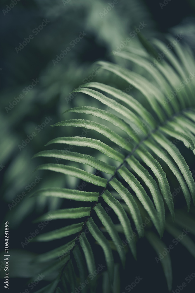 Vertical close-up image of ferns leaves background. Vertical close-up image of ferns leaves background.