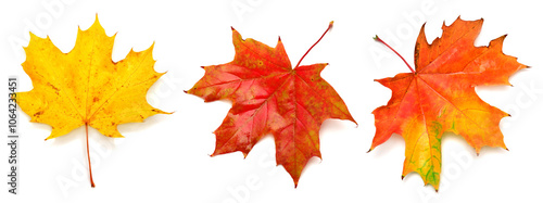 Collection of autumn leaf isolated on white background