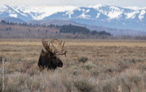 A Moose in Grand Teton National Park photo