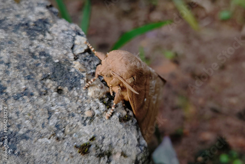 Lappet Moth (Kunugia cf. latipennis, Lasiocampidae), Moth, clinging to the cement floor photo