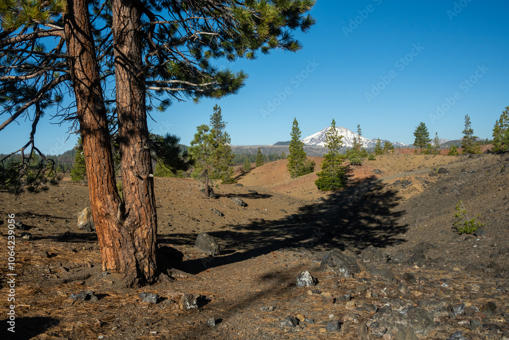 Twin Pine Tree Stands At The Edge Of The Fantastic Lava Beds In Lassen