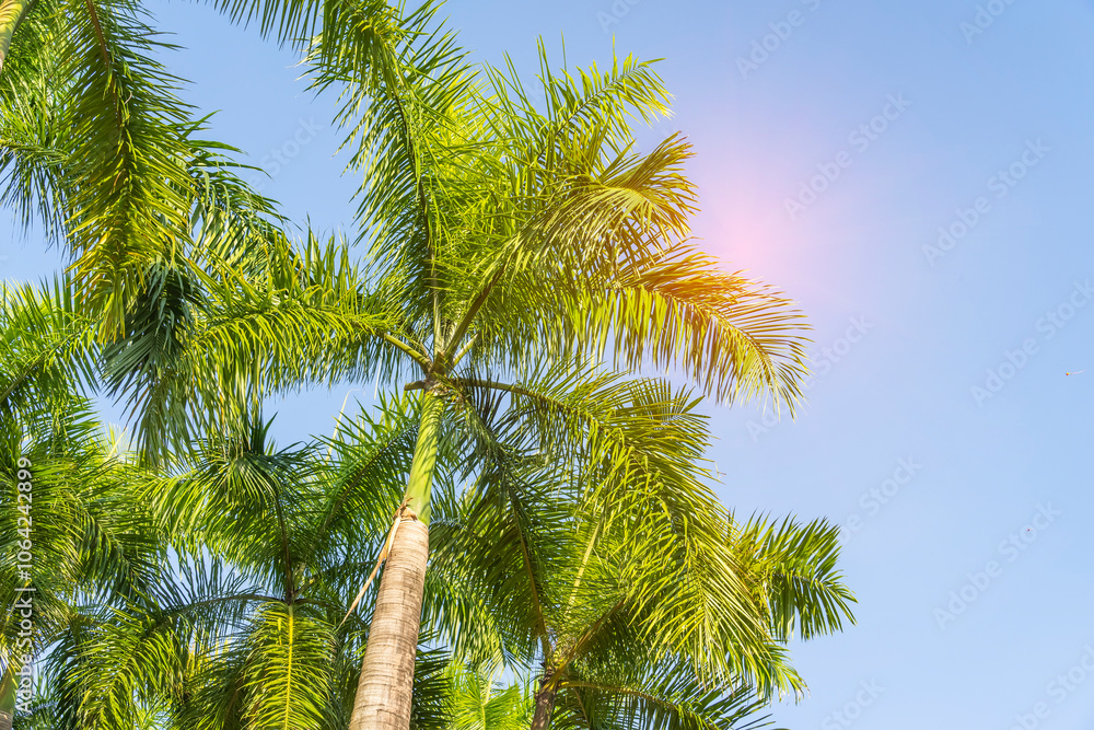 Fototapeta premium green palm leaf in sunlight with blue sky