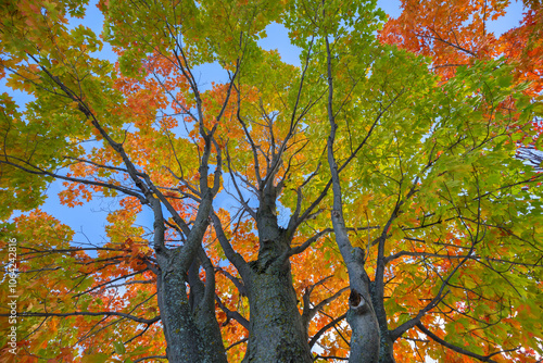 Autumn colors at Old Port Montreal, Canada