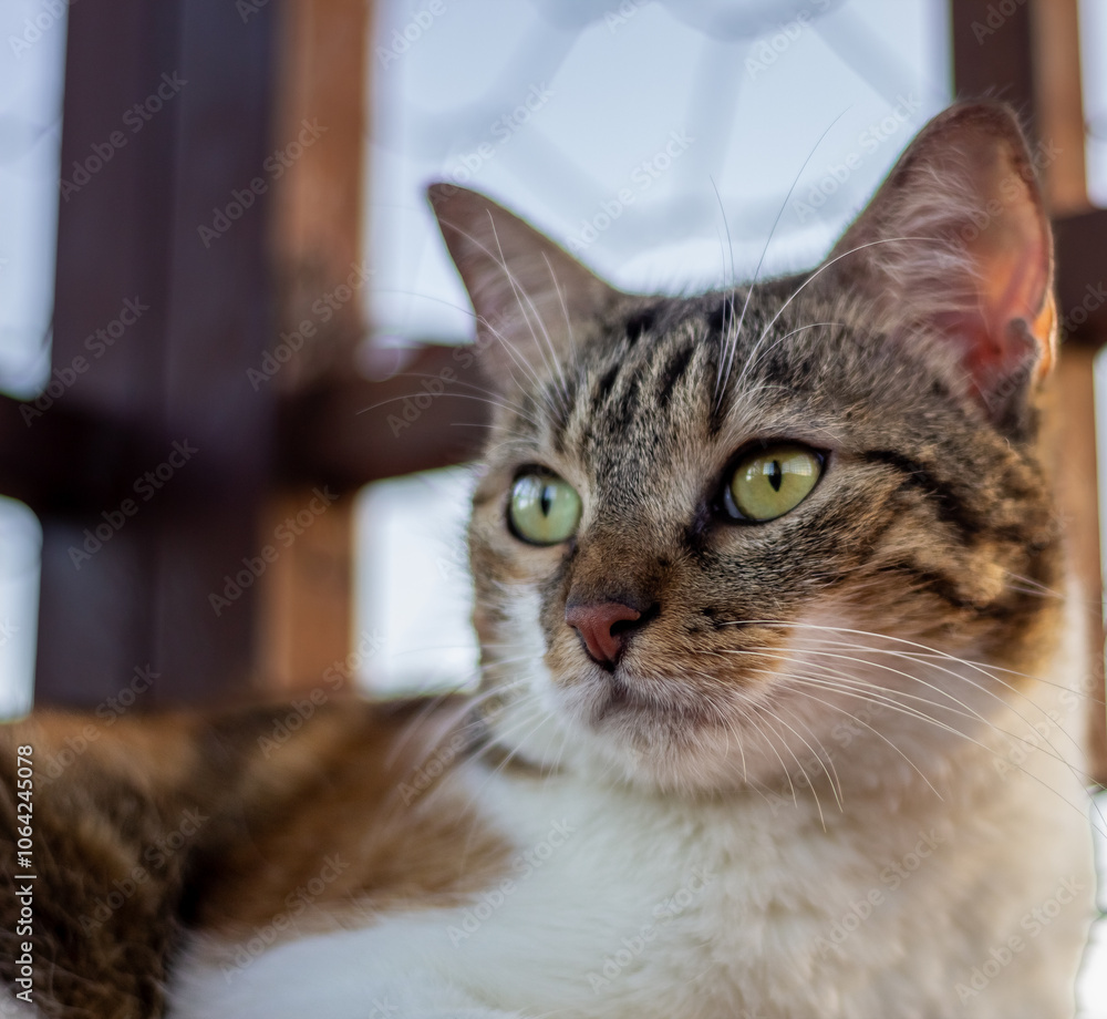 portrait of a cute cat on the roof on the house portrait of a cute cat on the roof on the house